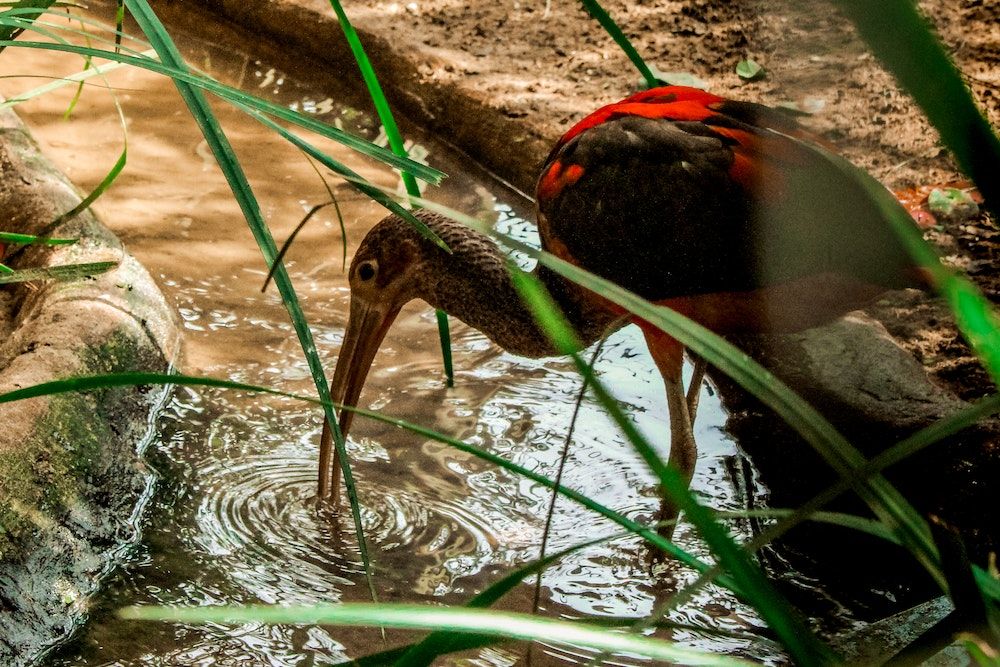 bird drinking soil water