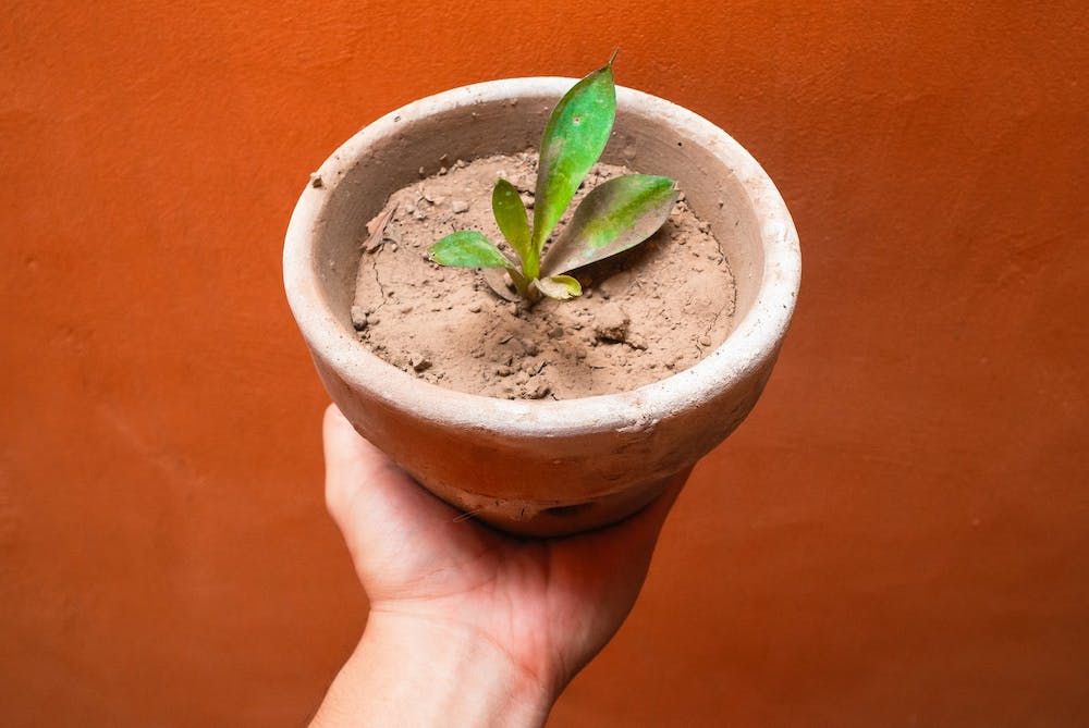 a pot of dry soil