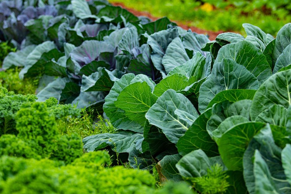 Cabbage Growing in Garden in Field