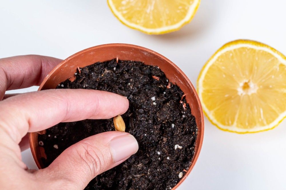 Hand placing lemon seed into pot