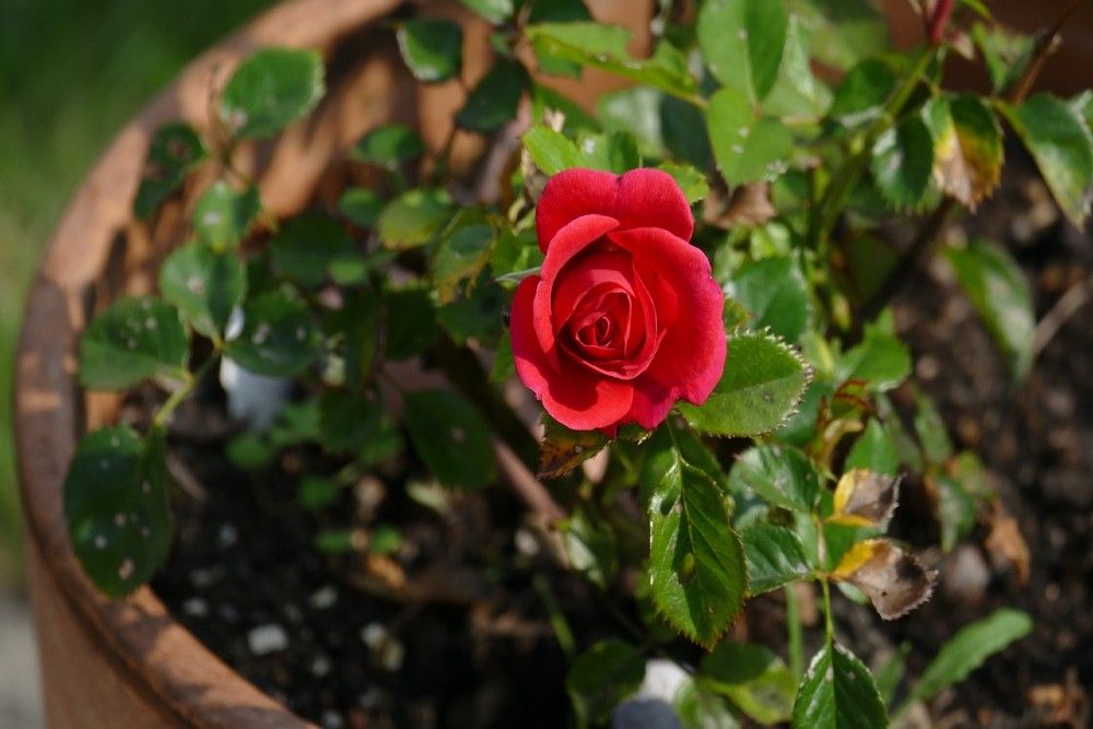 potted red rose bush