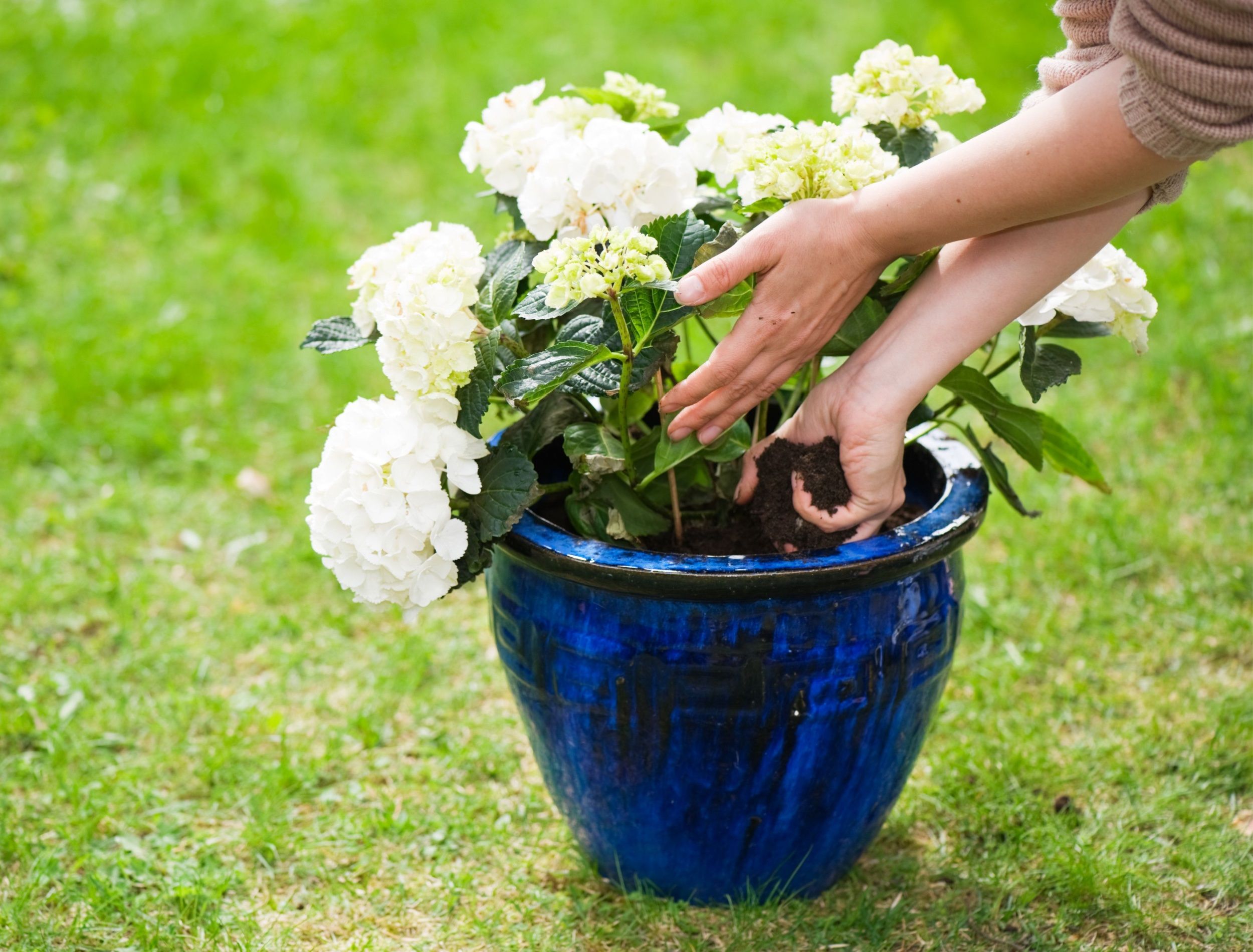 Planting Hydrangea bush on a flower pot.