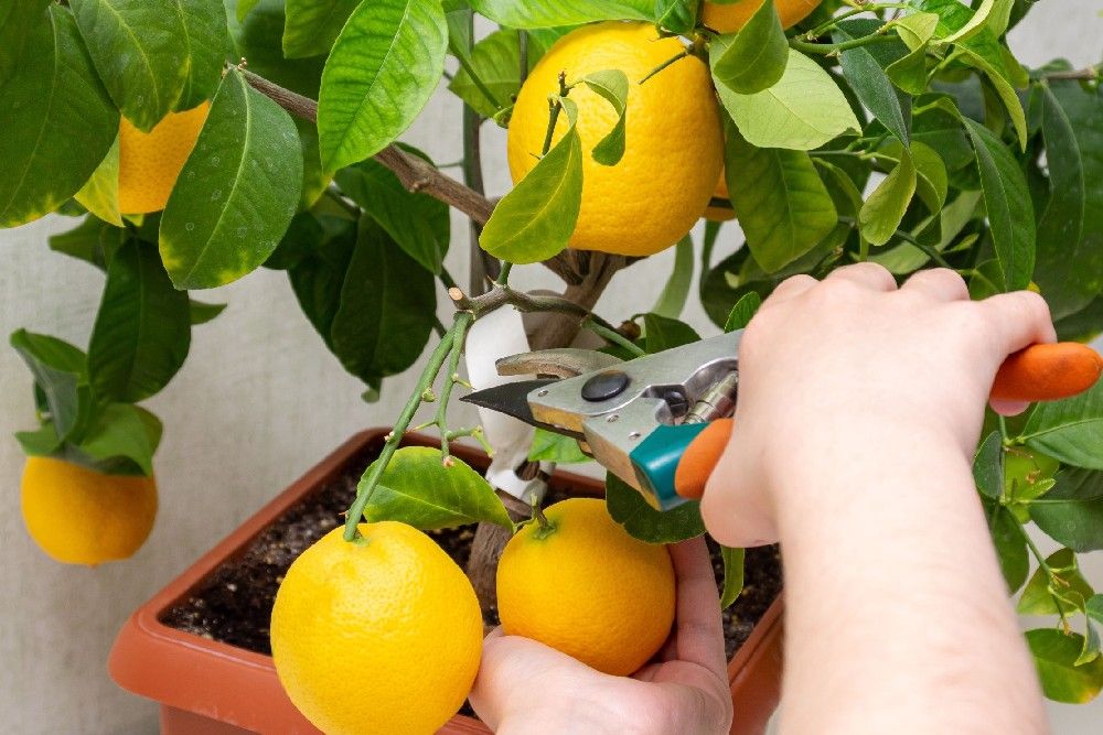 harvesting fresh yellowish orange lemon