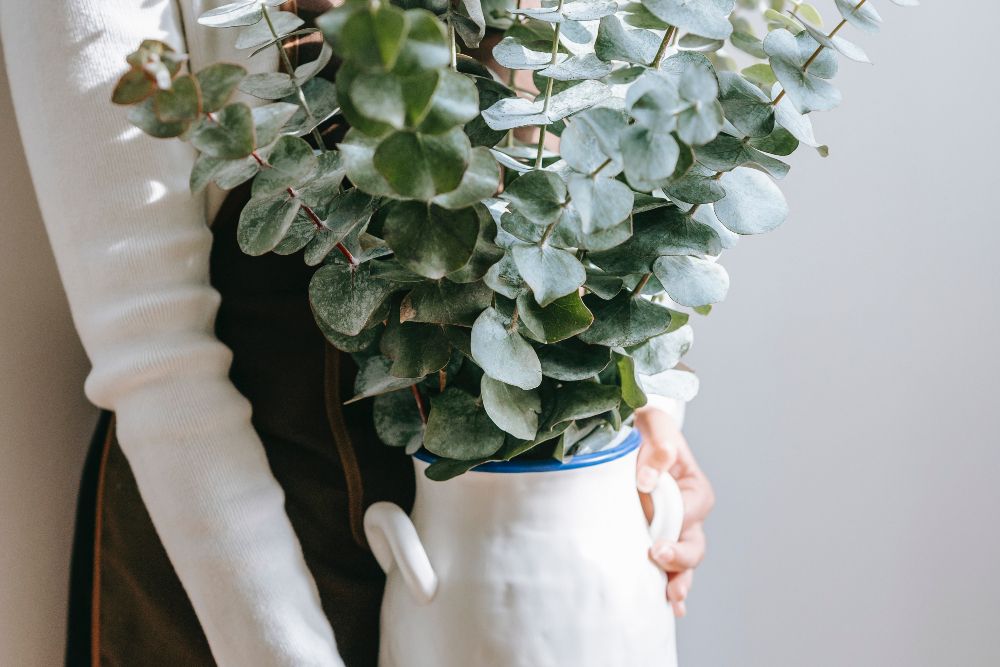 9 Tips for Caring for Your Eucalyptus Plant