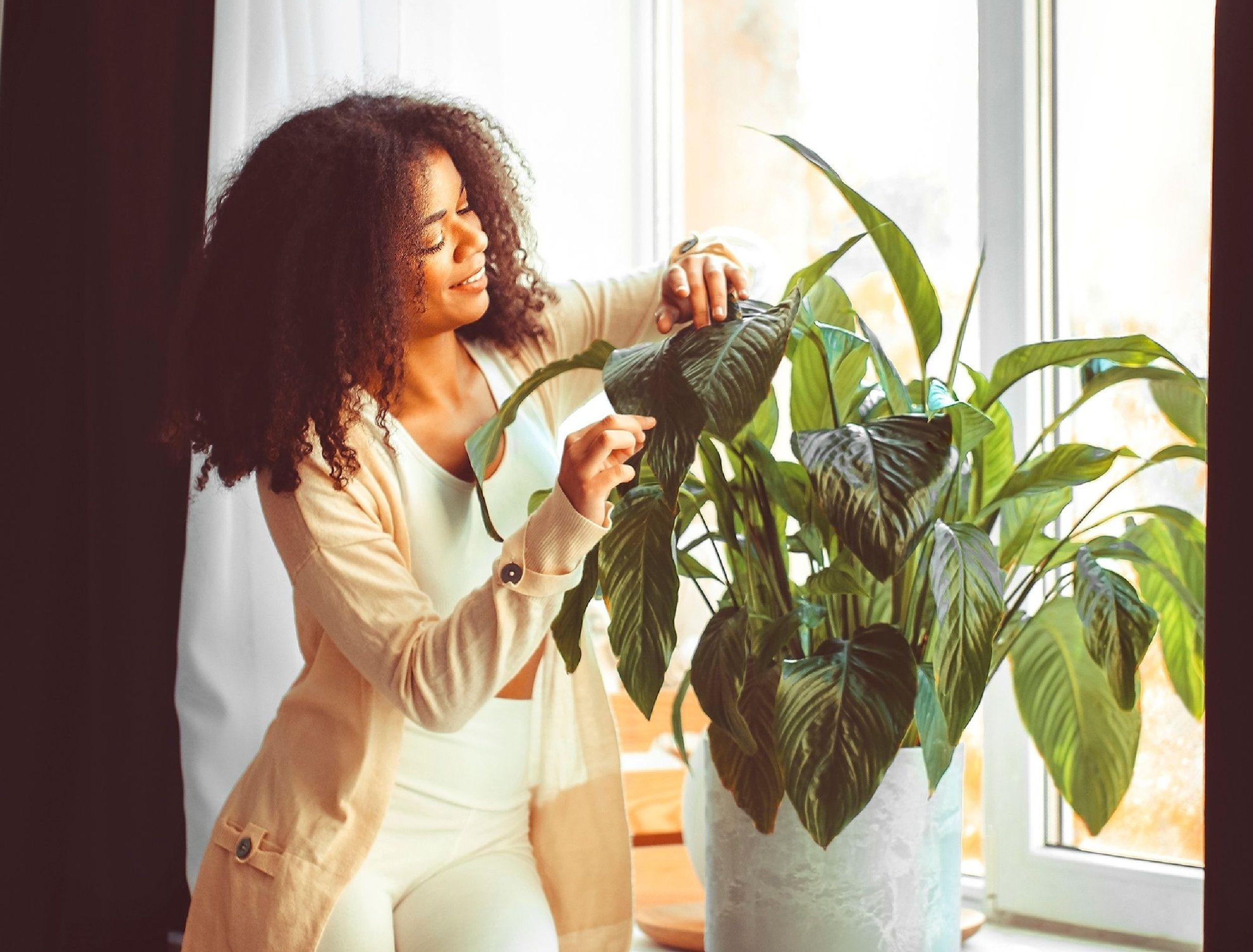 Young beautiful African American young woman standing in front of windowsill in living room at home, while dusting off large green leaves of Spathiphyllum flower. Houseplant care concept