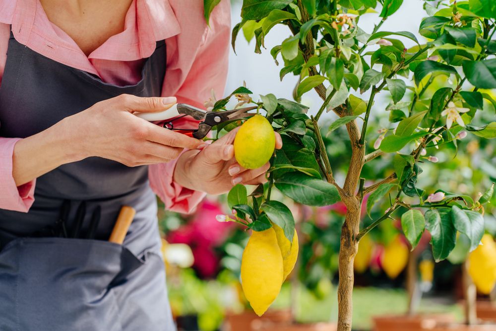 female gardener cultivates lemon tree plant