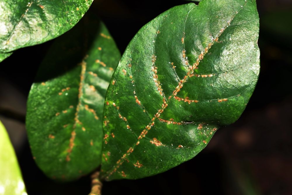 The ornamental house plant leaf was infested by scale insects on the upper leaf surface.