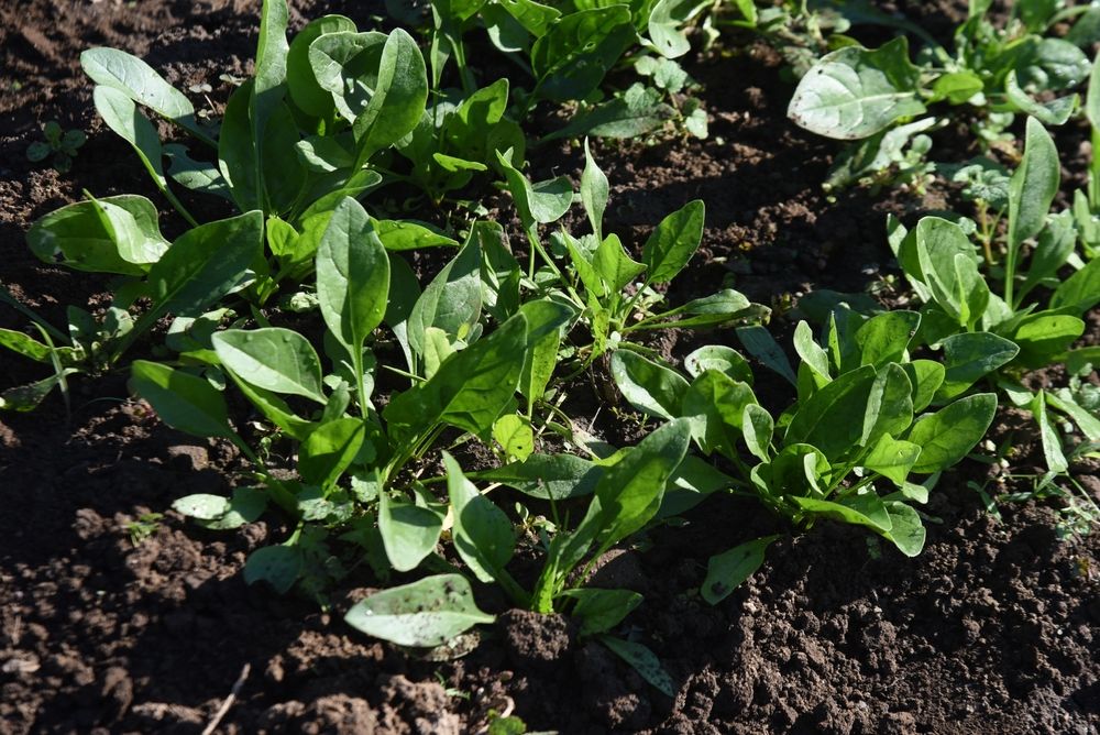 spinach in the soil