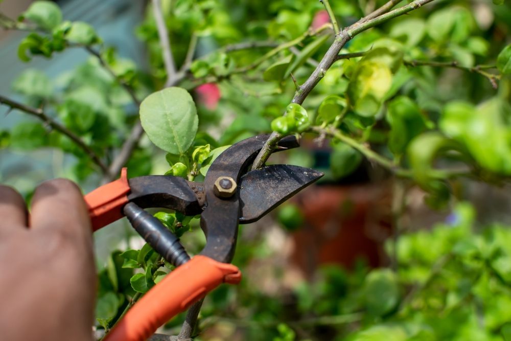Pruning of citrus plant by using Garden secateur which is important for plant growth.