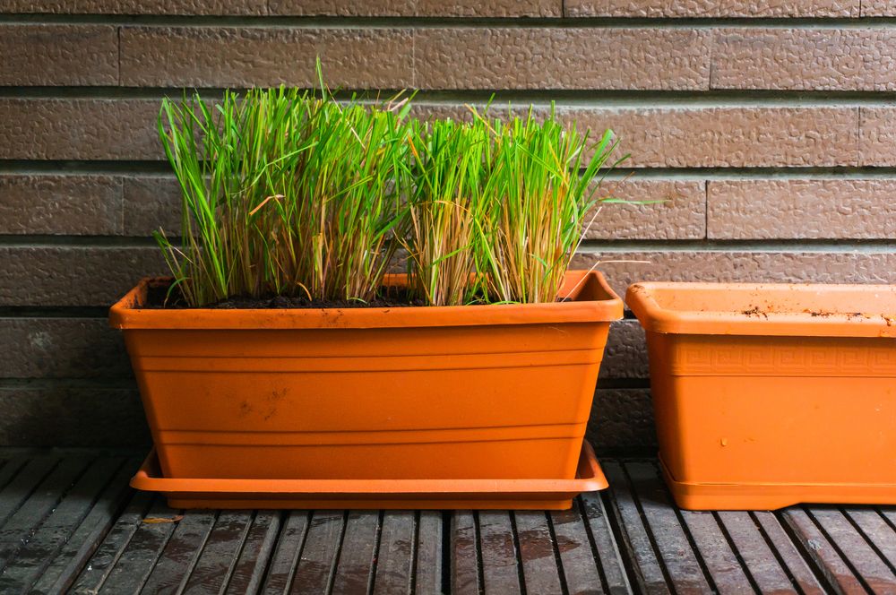 Lemongrass in container