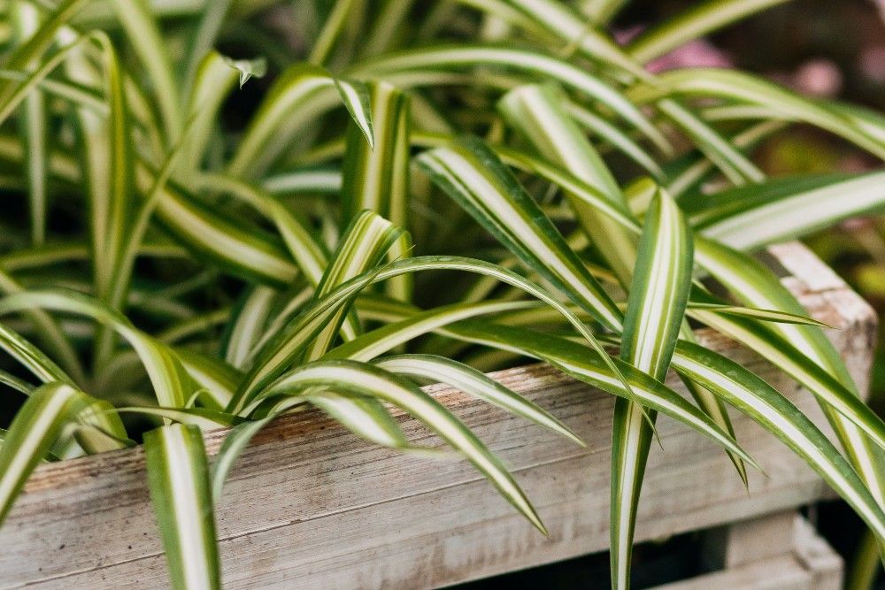 spider plants in wood container