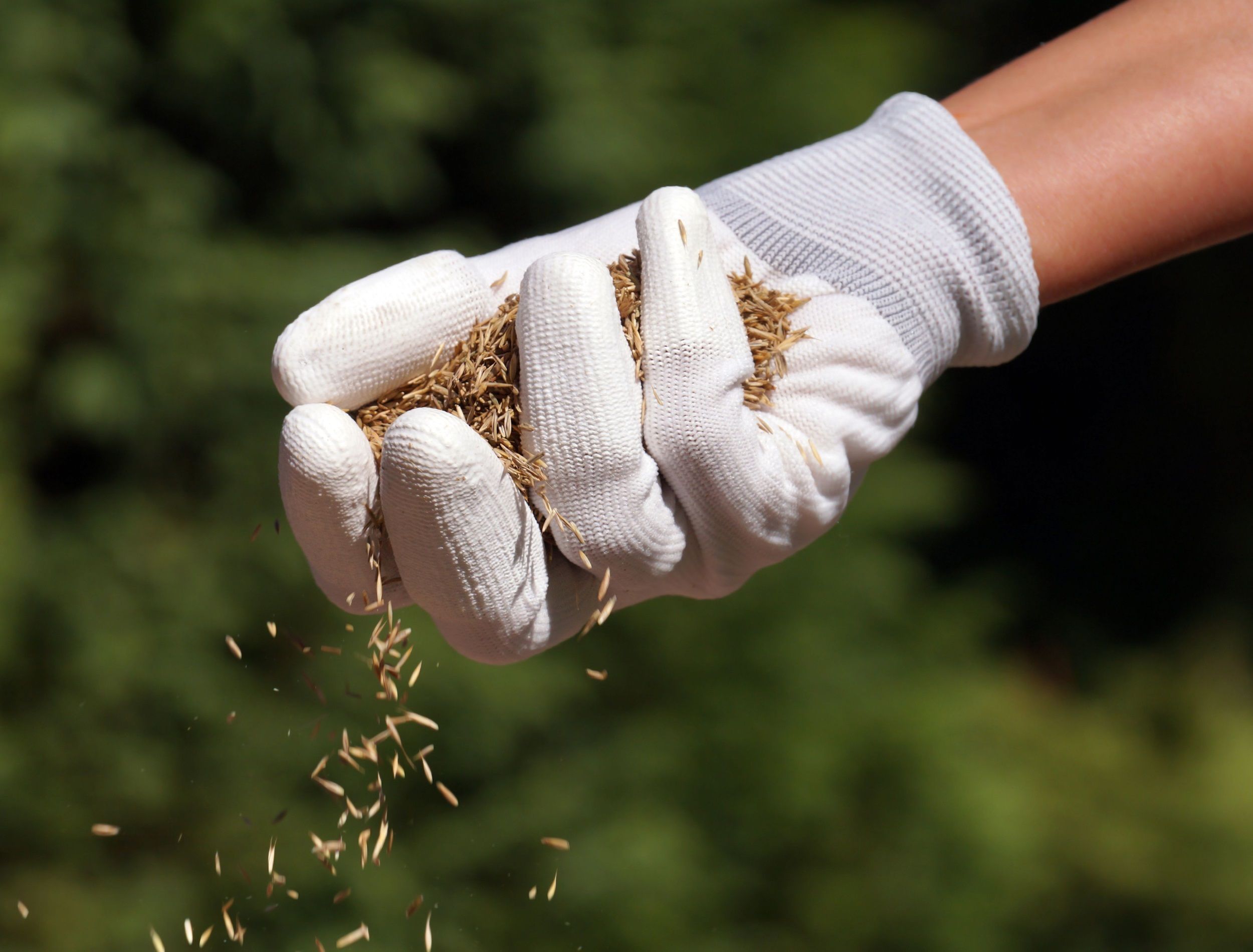 Establishing a lawn. A female gloved hand sowing grass seeds.