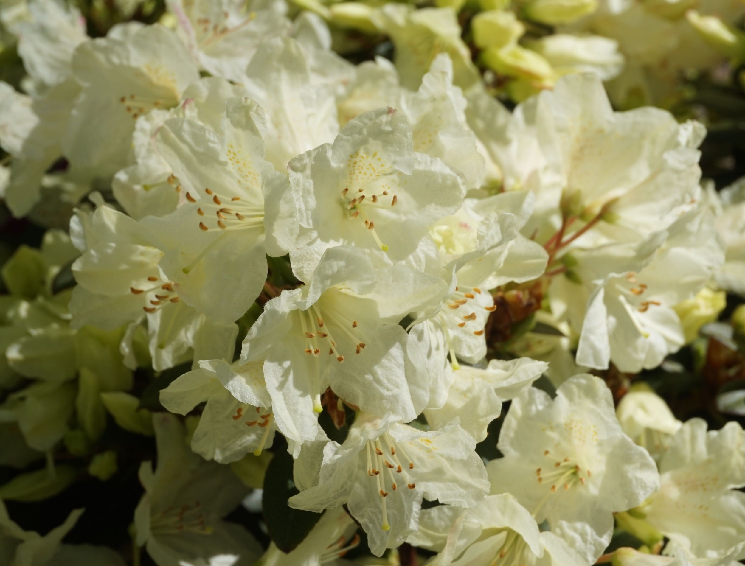 Rhododendron 'Towhead' pale blonde flowers