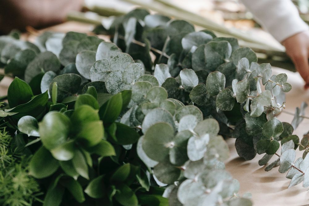 9 Tips for Caring for Your Eucalyptus Plant
