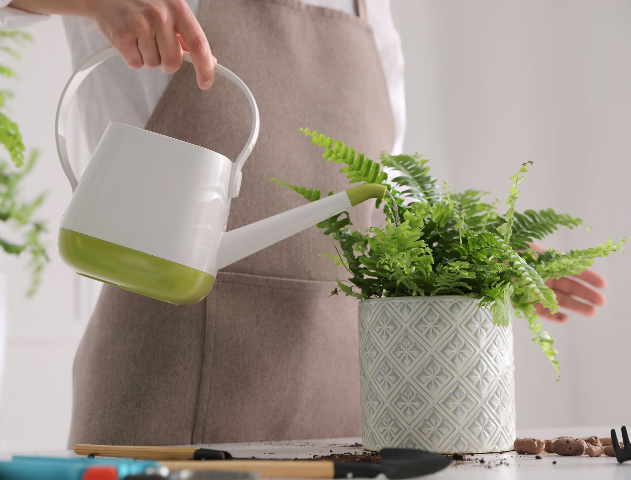 How Often to Water Your Boston Fern