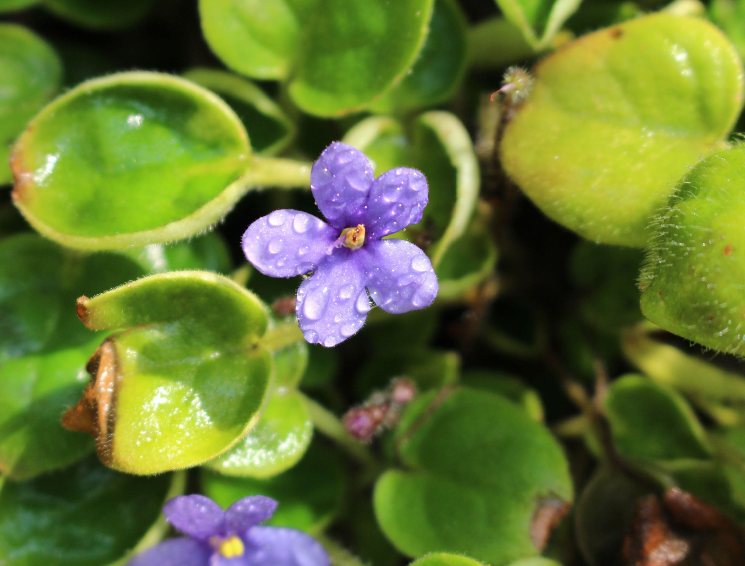 &quot;African Violet&quot; flower with raindrops in St. Gallen, Switzerland. Its scientific name is Saintpaulia Ionantha, native to Tanzania and Kenya.