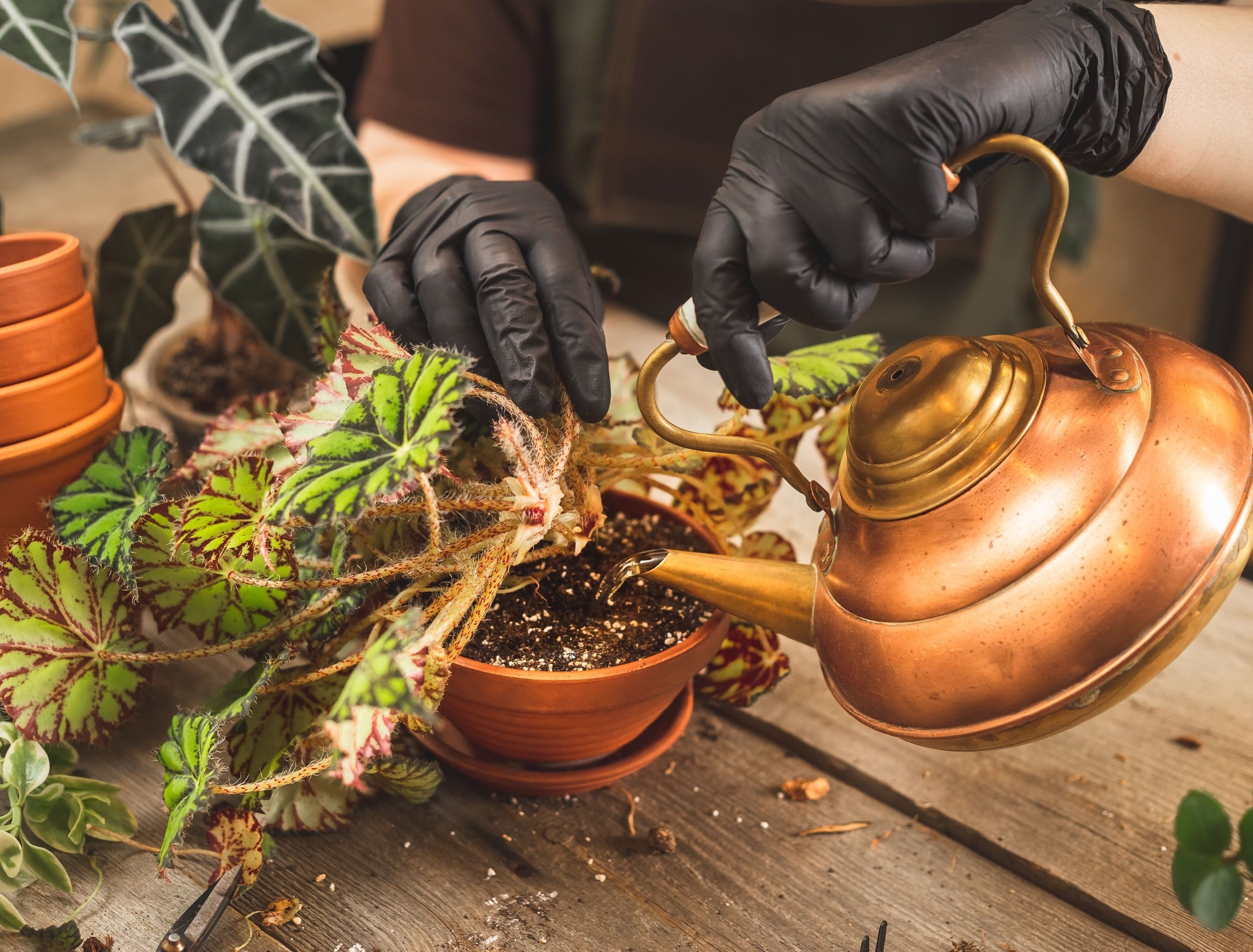 Female gardener wearing black rubber protective gloves watering indoor plant after repot using a copper vintage teapot. Growing plants at home or greenhouse business