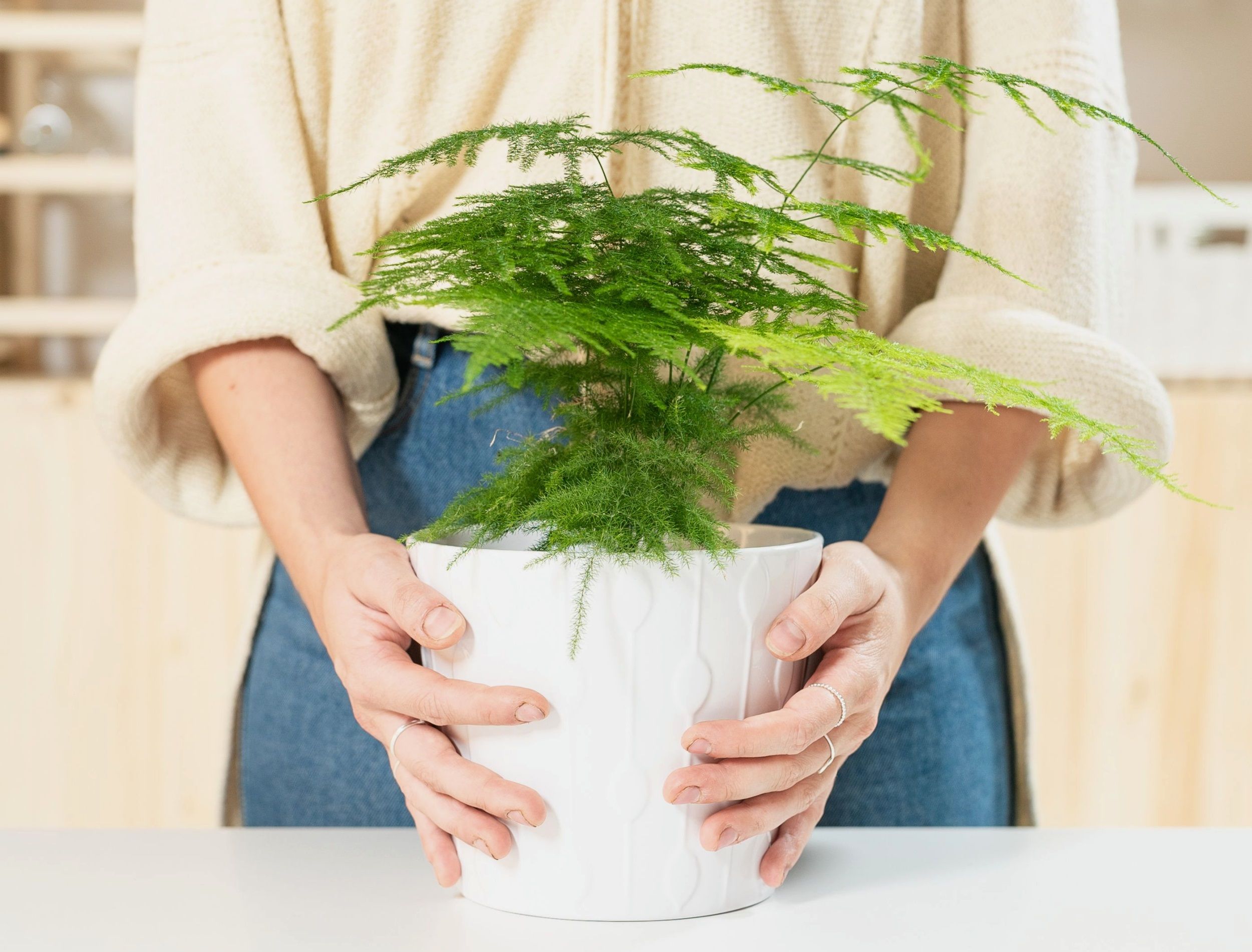 Young woman wearing rings in a minimal modern decor holding an asparagus fern plant in a white pot with a clear wood kitchen shelf in background.