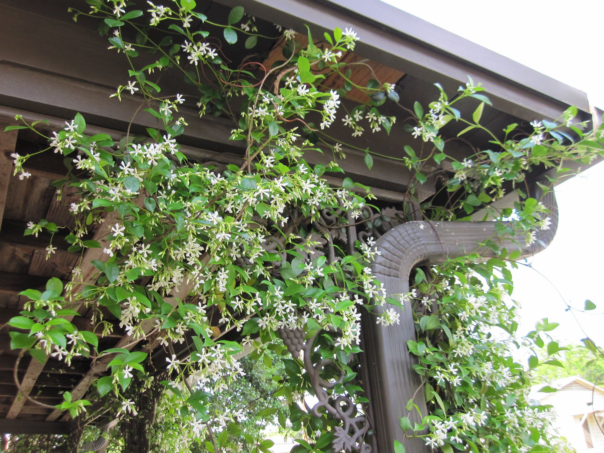 Jasmine vines on the patio -- indoor jasmine 