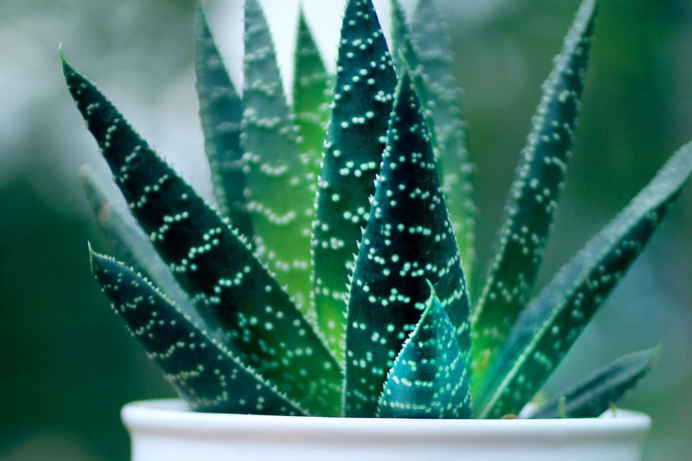 Aloe in a plant container