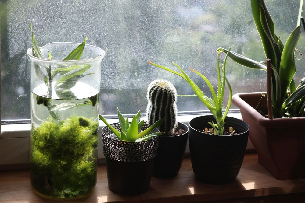 Aloe on a windowsill with houesplants