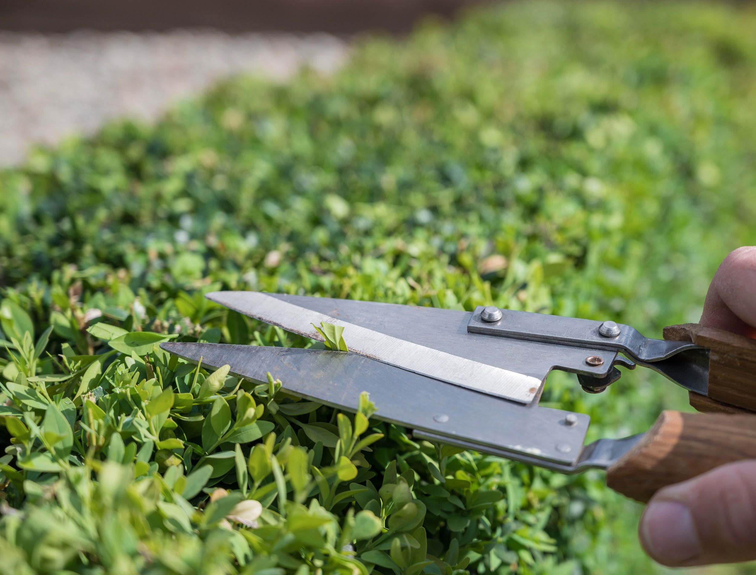 Detailed cut of a boxwood with boxwood shears