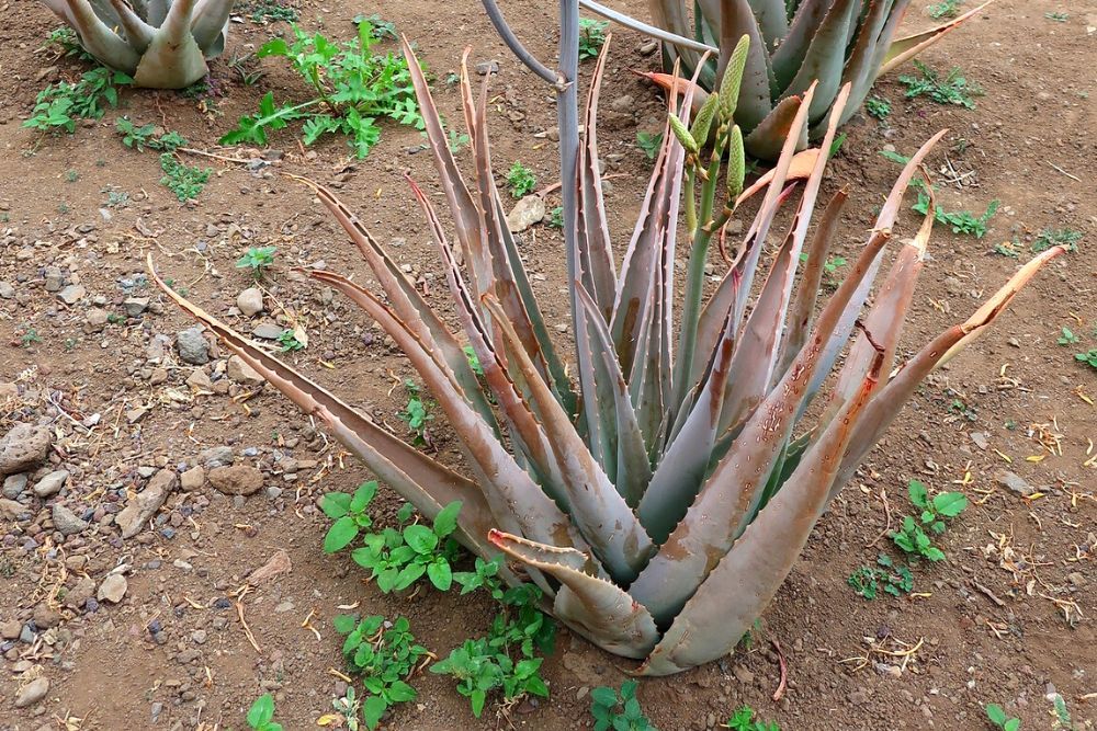 Brown Aloe plant