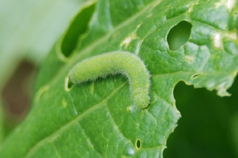 7 Garden Pests That Are Repelled by Baking Soda