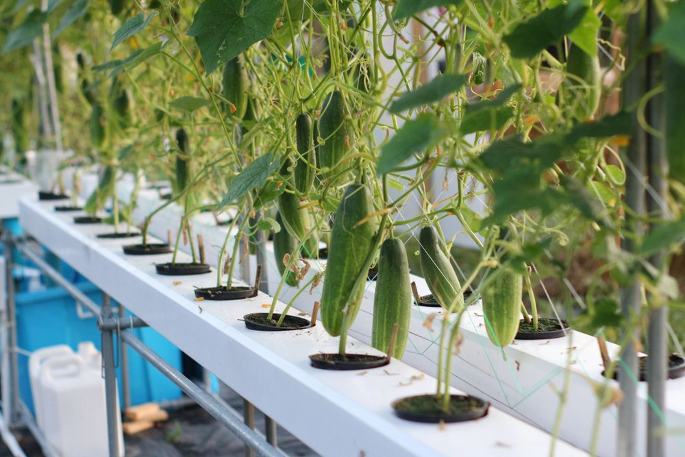 Cucumber growing in hydroponics system