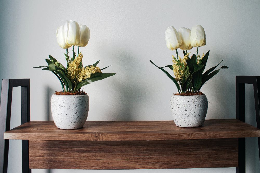 Tulips in pots 