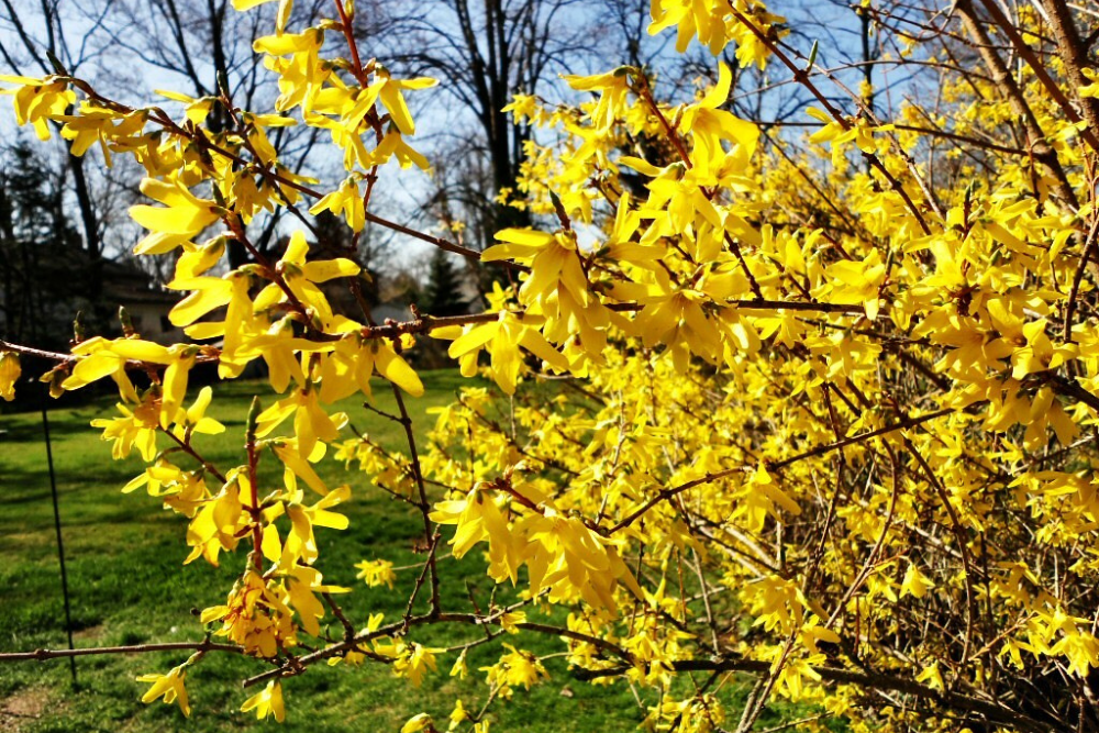 Forsythia with golden leaves blooming in spring.