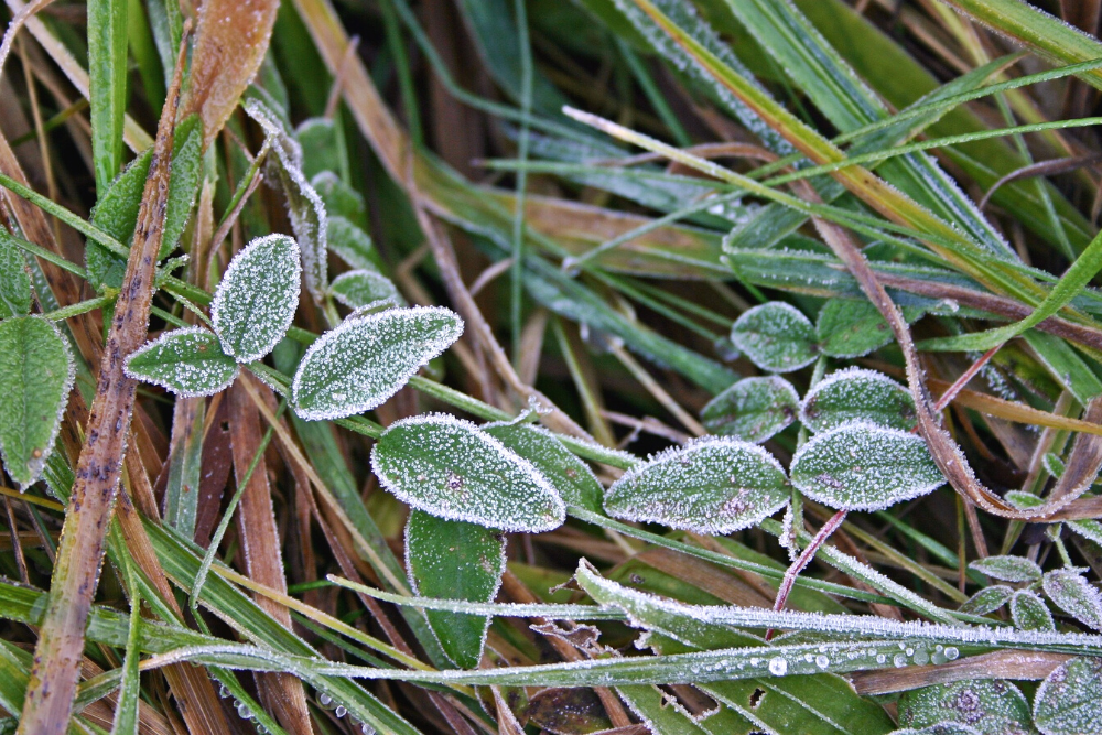 Frost on green leaves in garden.