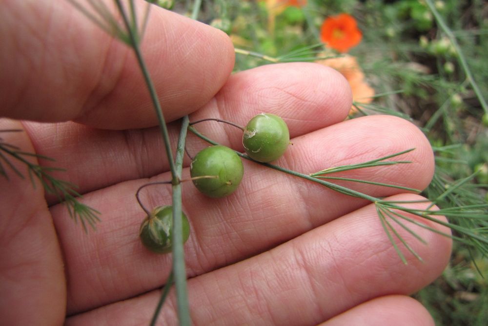 How to Grow Asparagus From Seed