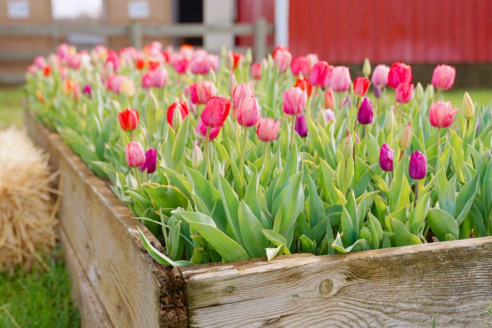 Tulips in backyard