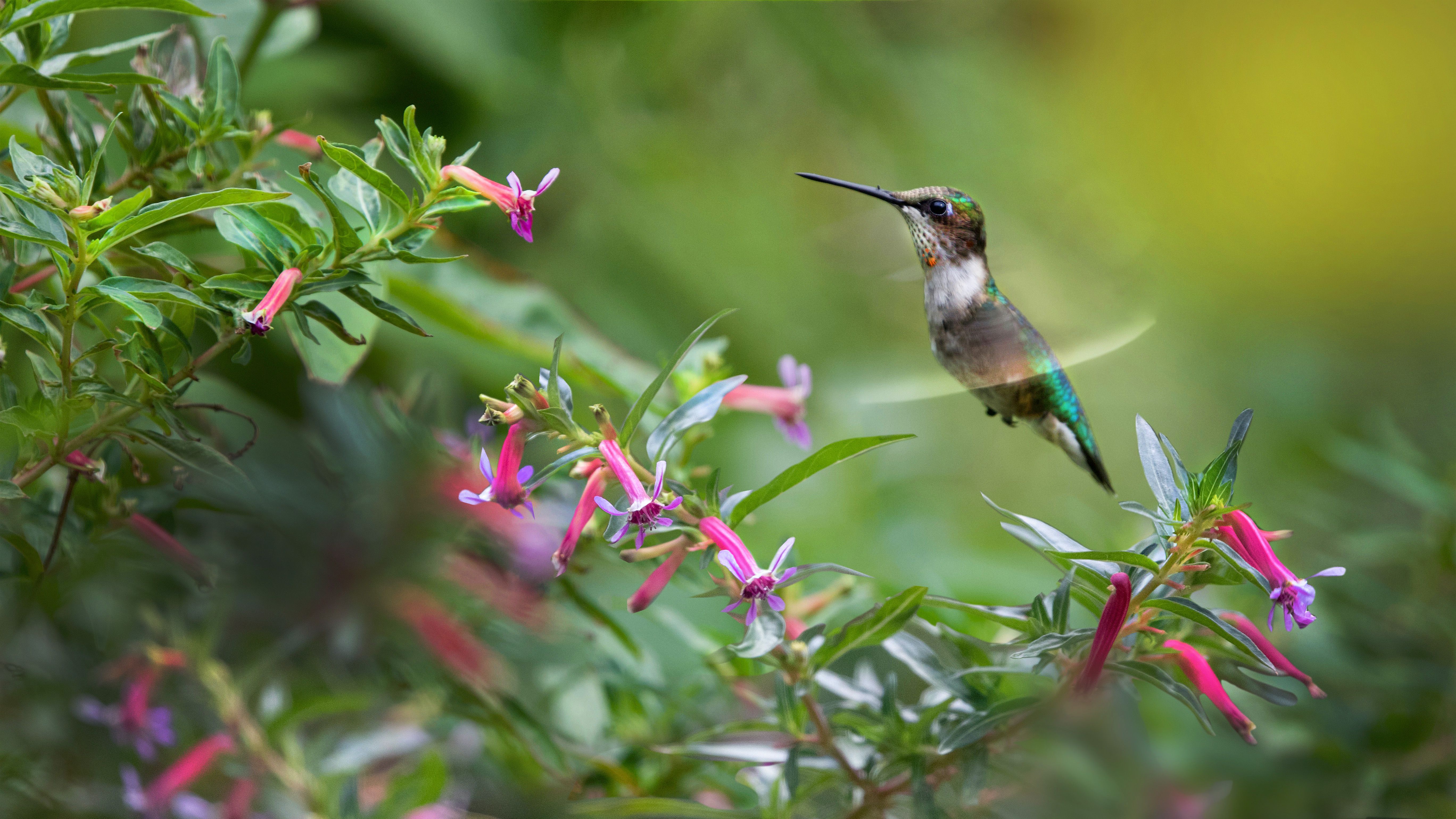 10 Plants That Attract Hummingbirds to Your Garden