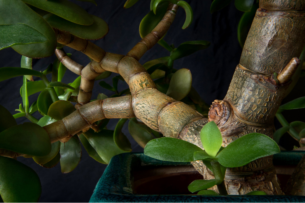 Thick branch of Jade Plant