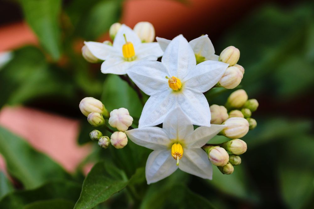 Jasmine plant in sunlight