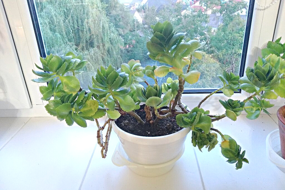 Kalanchoe without flowers by window sill.