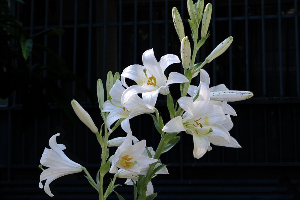 How To Grow Madonna Lilies at Tracy Swiderski blog