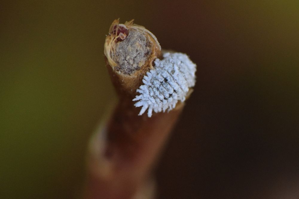 Mealybug on a stem