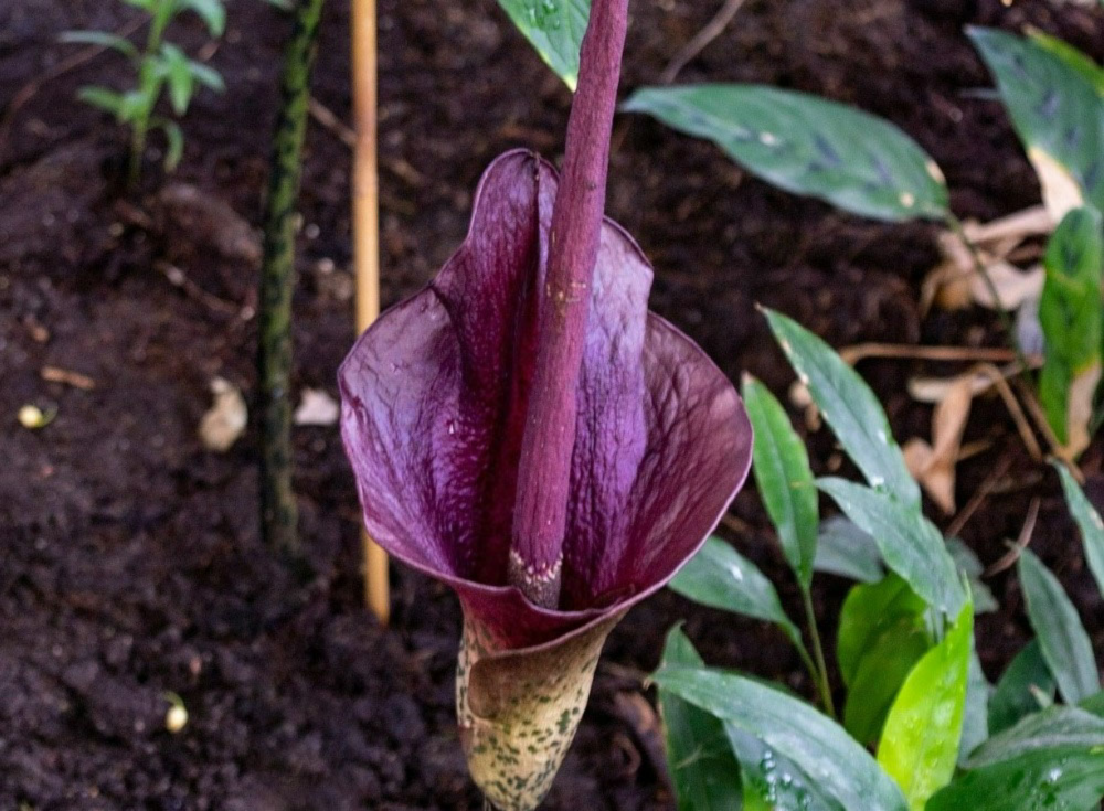 Purple Corpse Flower