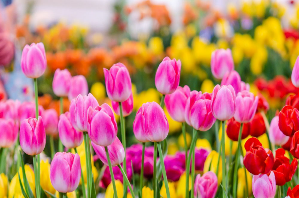 Colored Tulips