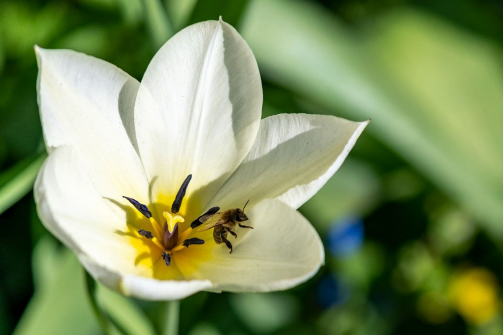 White tulip With a Bee