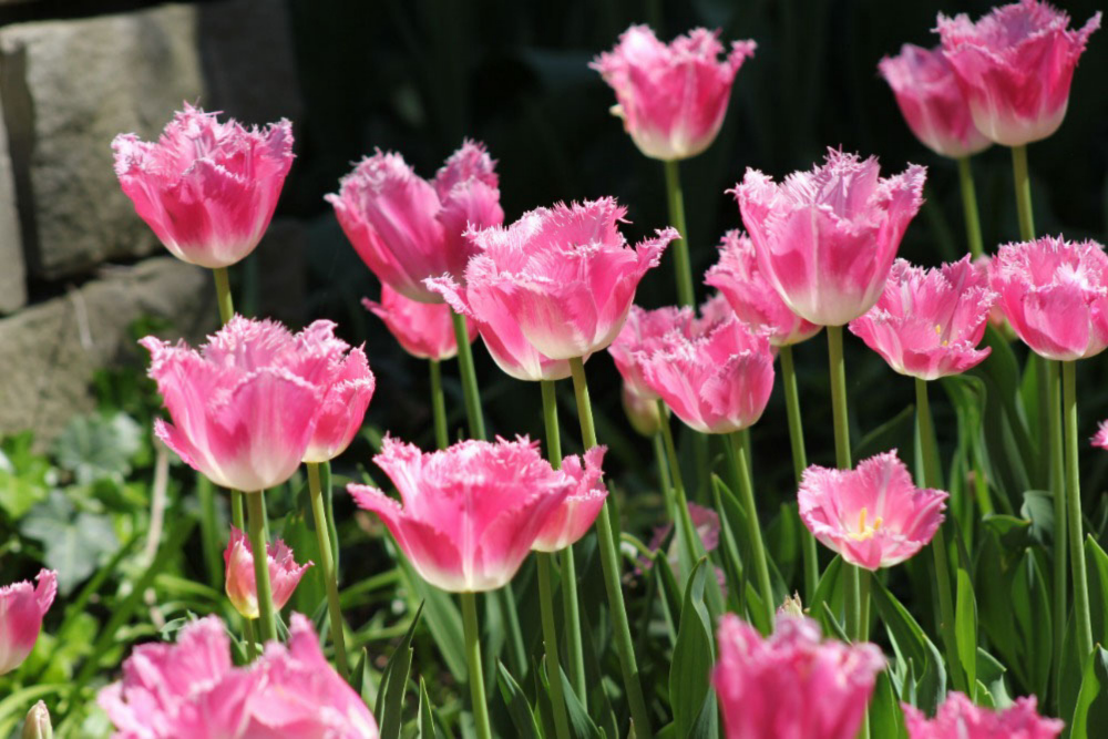 Bell Tulip Flowers