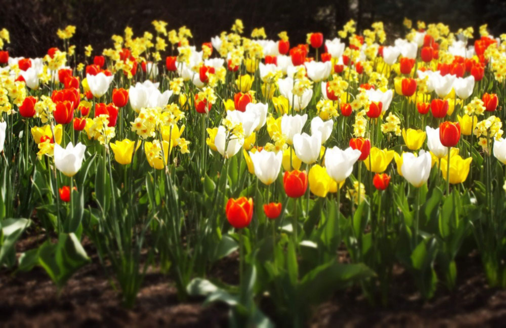 Daffodils And Tulips