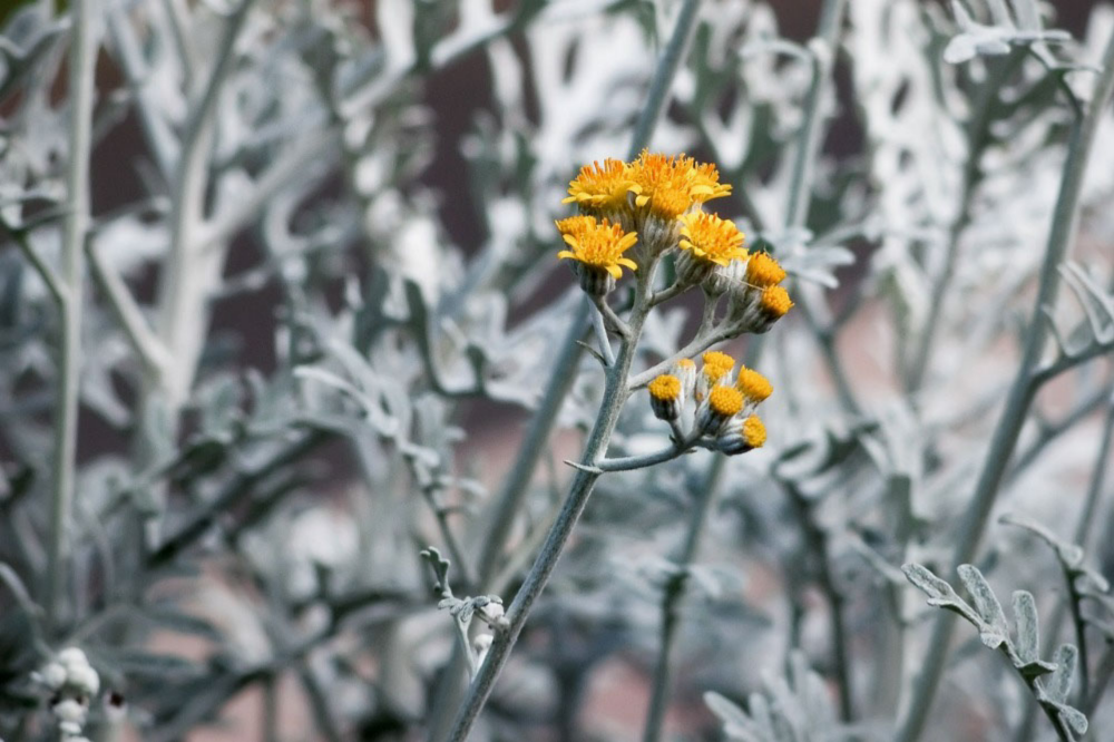 Dusty Miller With Yellow Flower