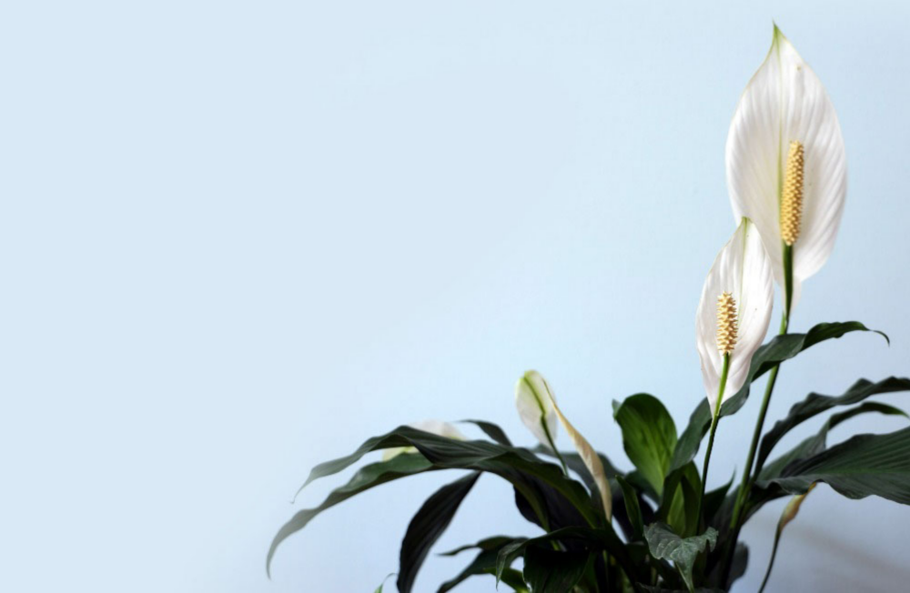 An Indoor Peace Lily