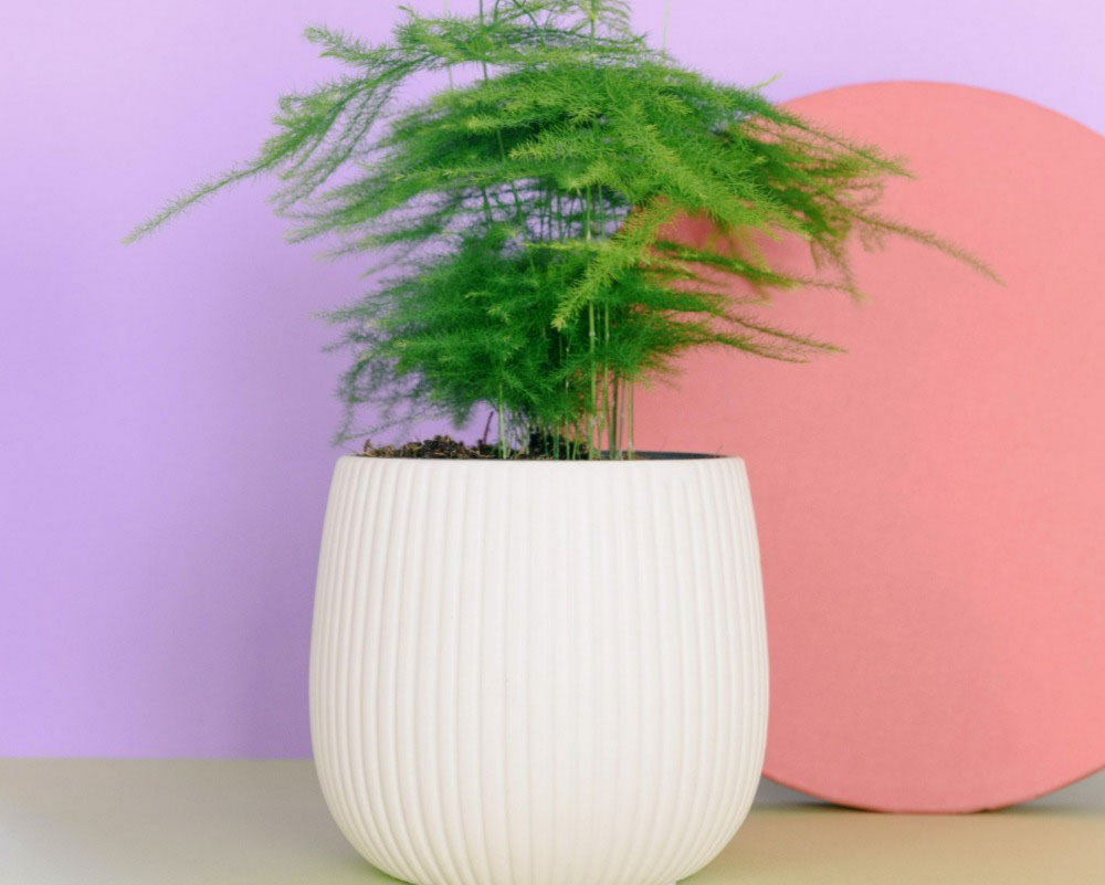6 Reasons Your Asparagus Fern is Turning Yellow