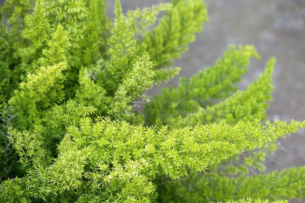 6 Reasons Your Asparagus Fern is Turning Yellow