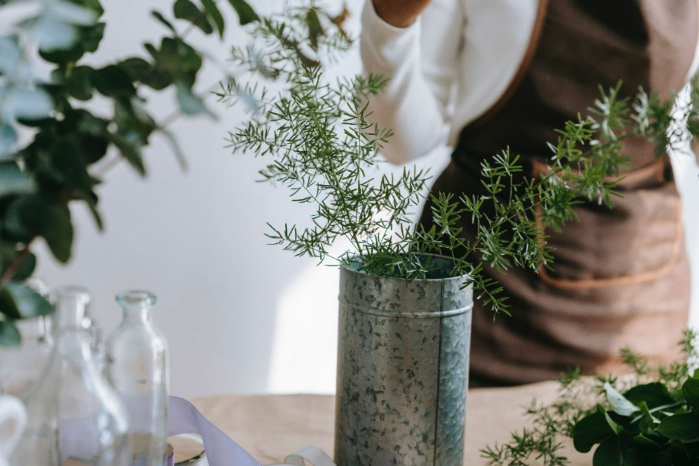 6 Reasons Your Asparagus Fern is Turning Yellow